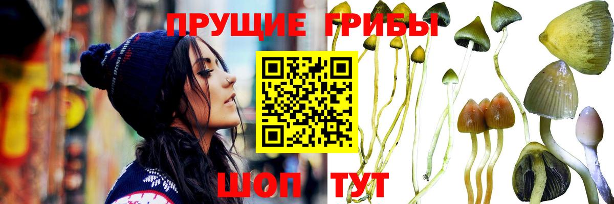 Псилоцибиновые грибы Psilocybe  где продают   Краснодар  Вход с VPN 